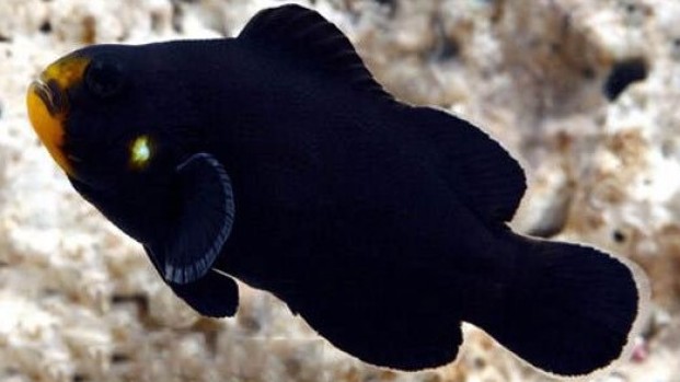 Midnight Ocellaris Clownfish