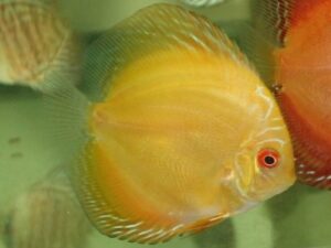Millennium Gold Discus