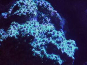 Minefield Cyphastrea