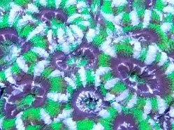 Mint Chip Indonesian Acan