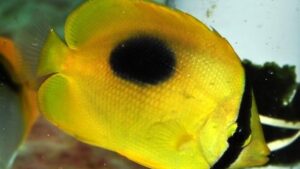 Mirror Butterflyfish