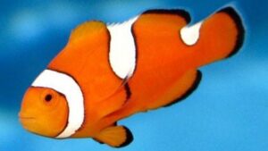 Misbar Caramel Ocellaris