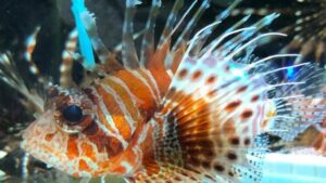 Mombasa Lionfish