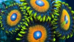 Monster Oranges Zoas