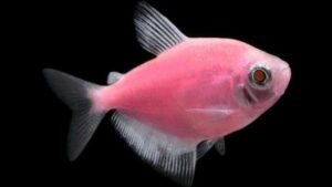 Moonrise Pink Tetra Glofish