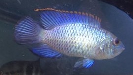 Moorei Cichlid