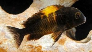 Moorii Kaiser II Cichlid