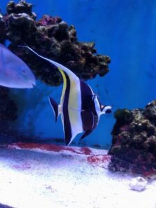 Moorish Idol