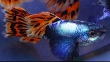 Mosaic Red Guppy