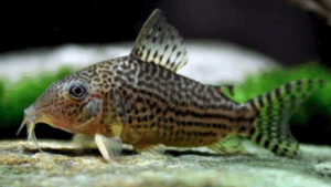 Mosaic corydoras