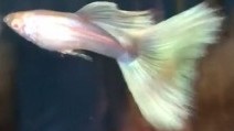 Moscow Albino Green Guppy