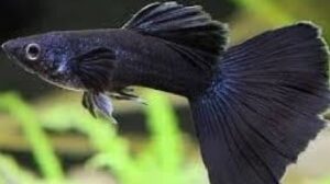 Moscow Black Velvet Guppy