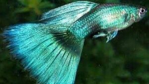 Moscow Blue Green Guppy