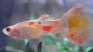Moscow Gold Guppy
