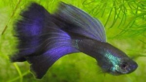 Moscow Purple Guppy