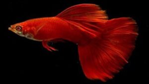 Moscow Red Guppy