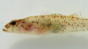 Muddy Sleeper Goby