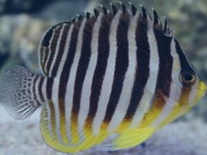 Multibar Angelfish