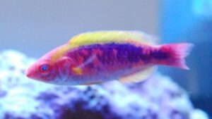 Multicolor Lubbocks Fairy Wrasse