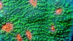 Mummy Eye Chalice Coral Pectinia