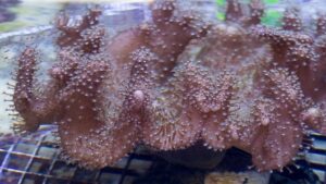 Mushroom Finger Leather Coral