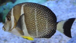 Mustard Guttatus Tang