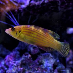 Mystery Wrasse