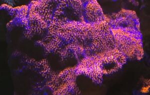 Mystic Sunset Montipora