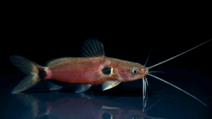 Two Spot Mystus Catfish