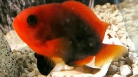 Naked Cinnamon Clownfish