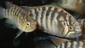 Zebra acara