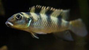 Nanochromis Cichlid