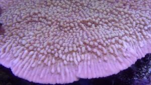 Nauti Spiral Montipora