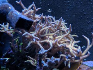 Needle Coral Birdnest Seriatopora