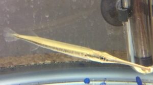 Needle Nose Gar