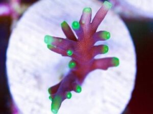 Needle in a Haystack Acropora