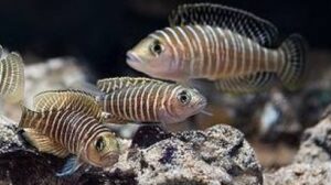 Neolamprologus similis