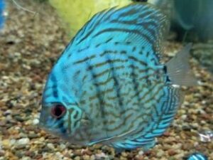 Neon Blue Discus
