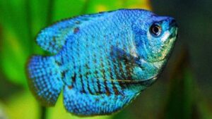 Neon Blue Dwarf Gourami
