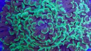 Neon Green Branching Hammer Euphyllia