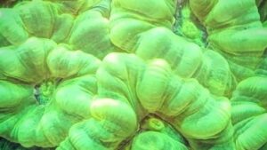 Neon Green Candy Cane