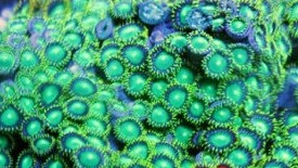 Neon Green Zoas