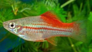Neon Swordtail