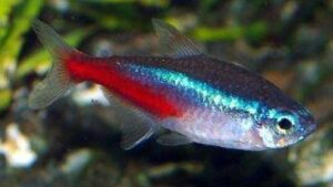 Neon Tetra Jumbo
