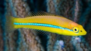 Neon Wrasse