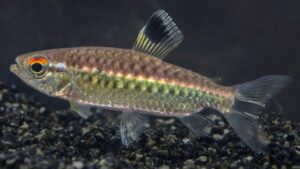 Niger Tetra
