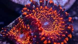 Nightmare Zoas