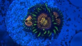 Nirvana Zoas