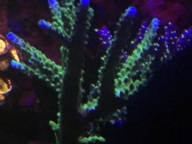 Northern Lights Acropora