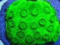 Nuclear Green Cyphastrea